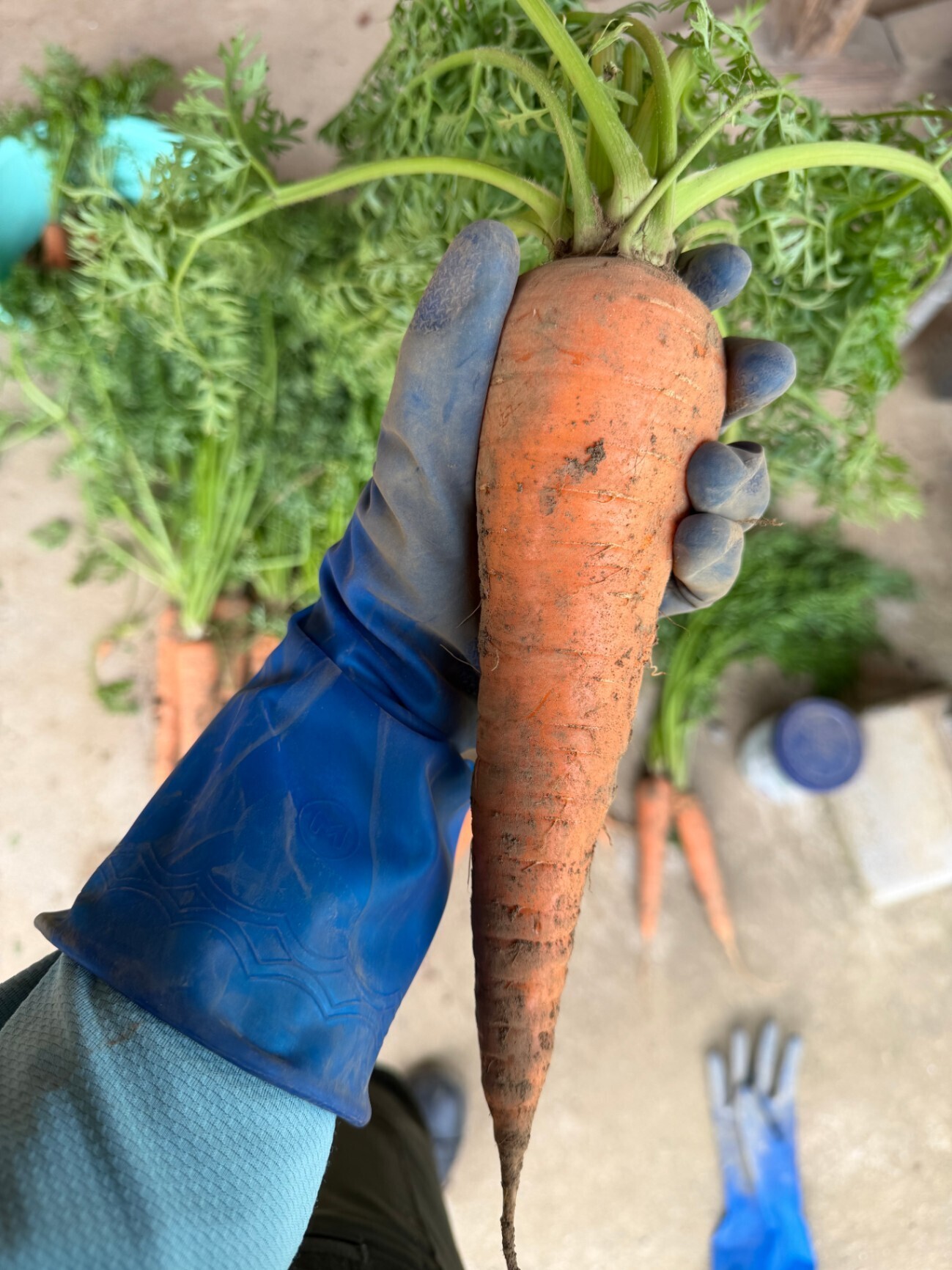 にんじん4種 味比べセット🥕農家直送・常温発送（税・送料込）