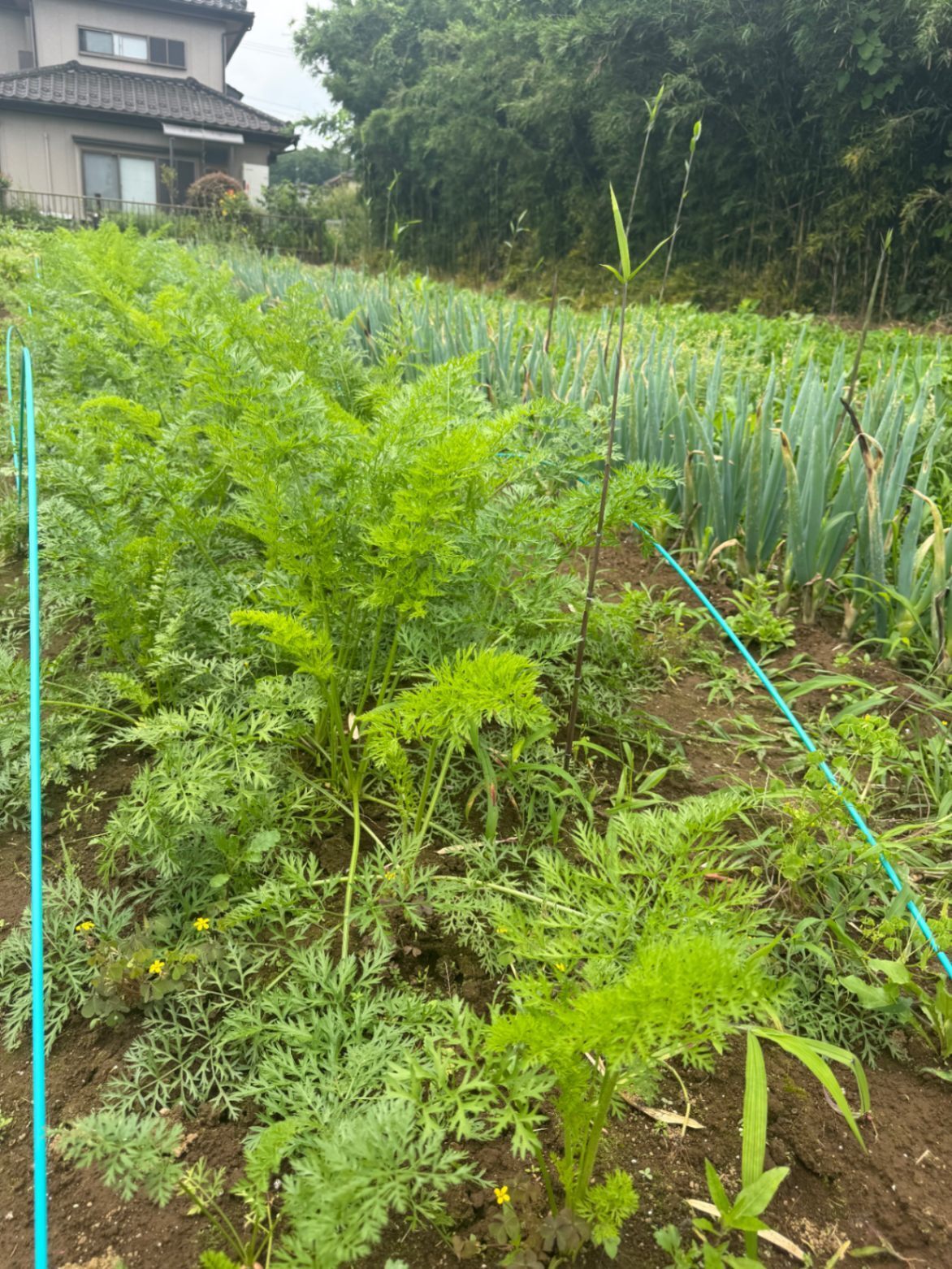 にんじん4種 味比べセット🥕農家直送・常温発送（税・送料込）