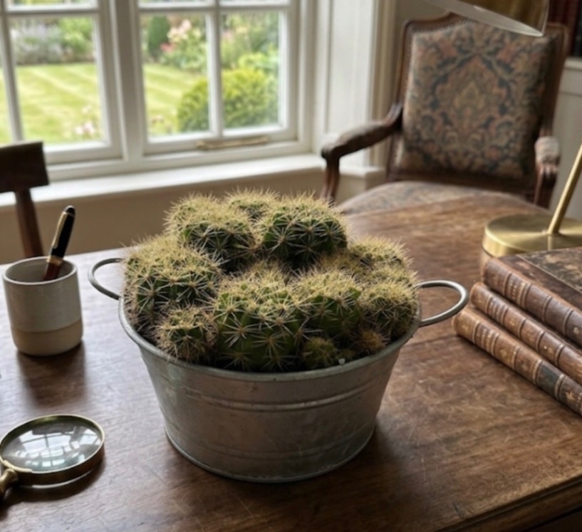 サボテンの寄せ植え