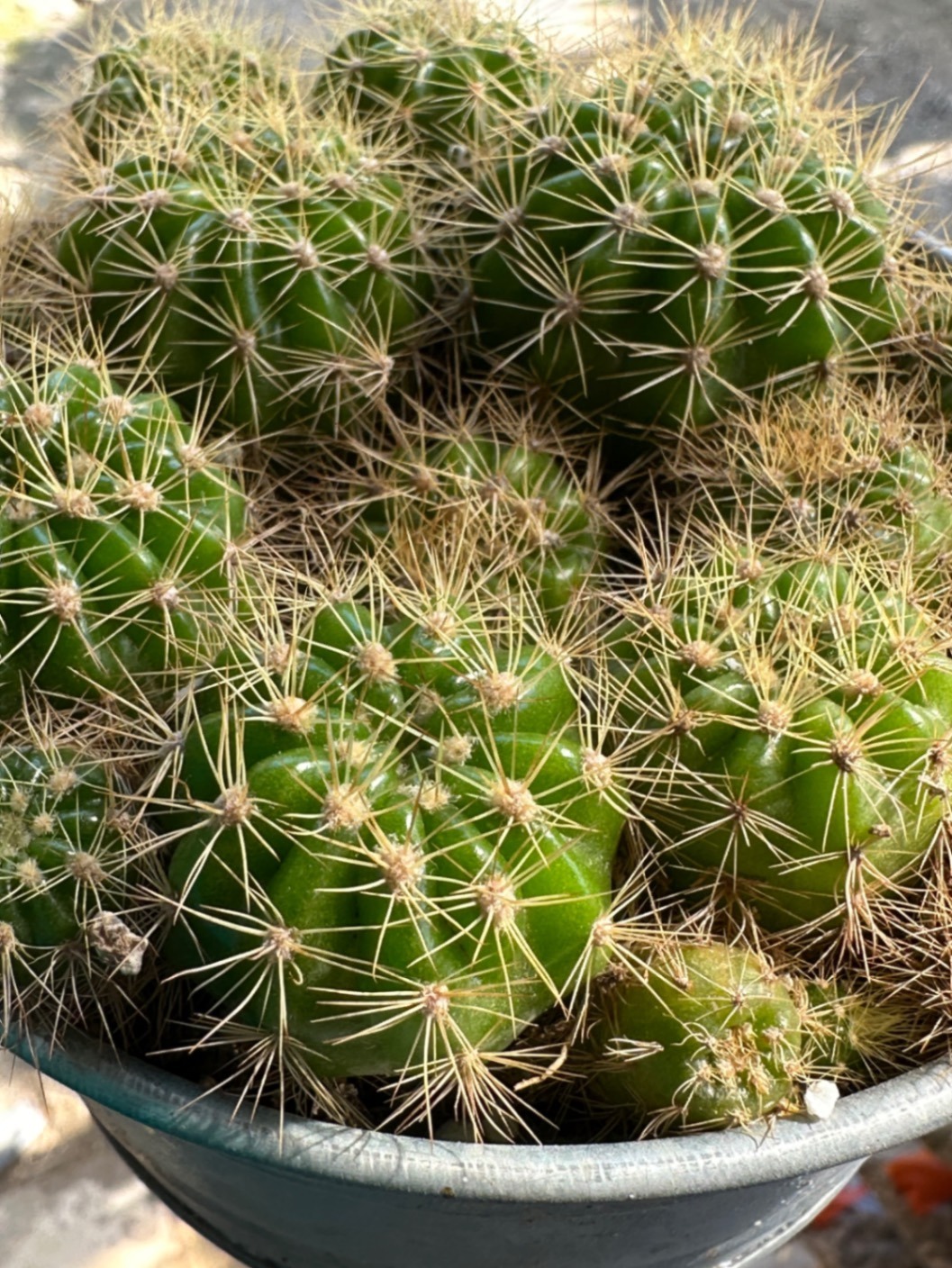 サボテンの寄せ植え
