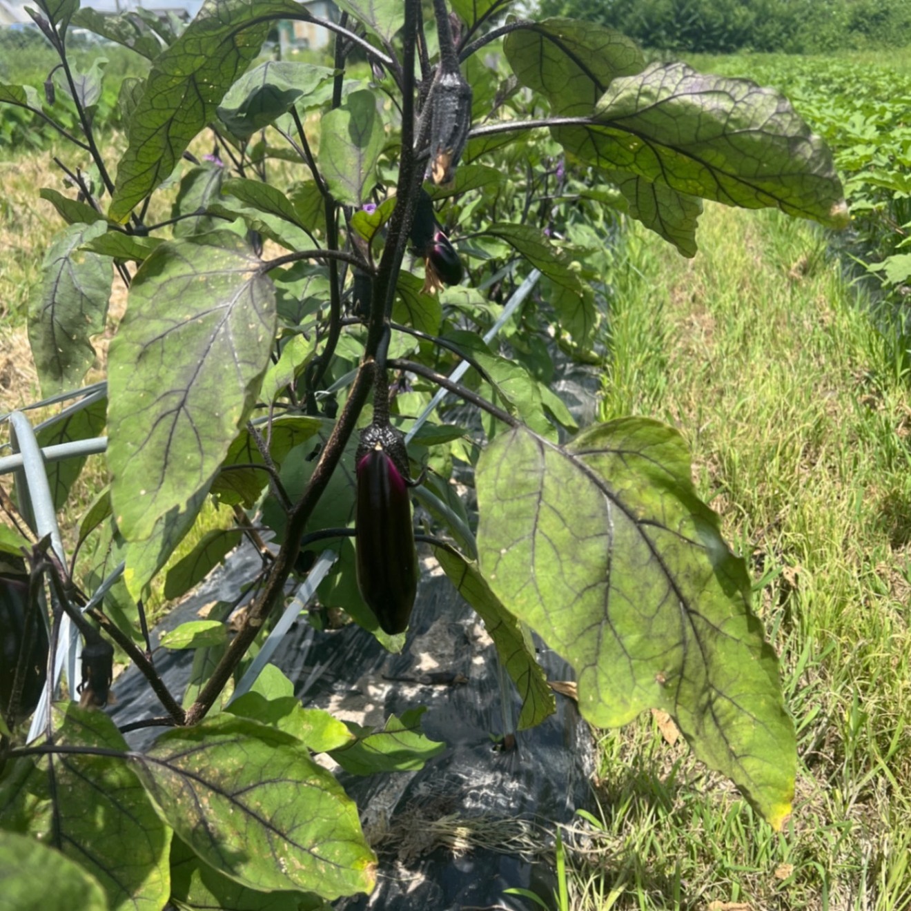 【朝採り新鮮】もぎたてナス🍆 たっぷり60サイズ箱詰め！２キロ　おまけに採れたて野菜　農家直送　