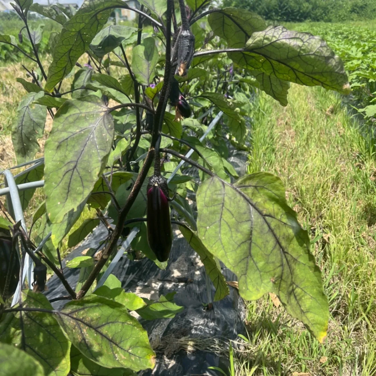 【朝採り新鮮】もぎたてナス🍆 たっぷり60サイズ箱詰め！２キロ　おまけに採れたて野菜　農家直送　