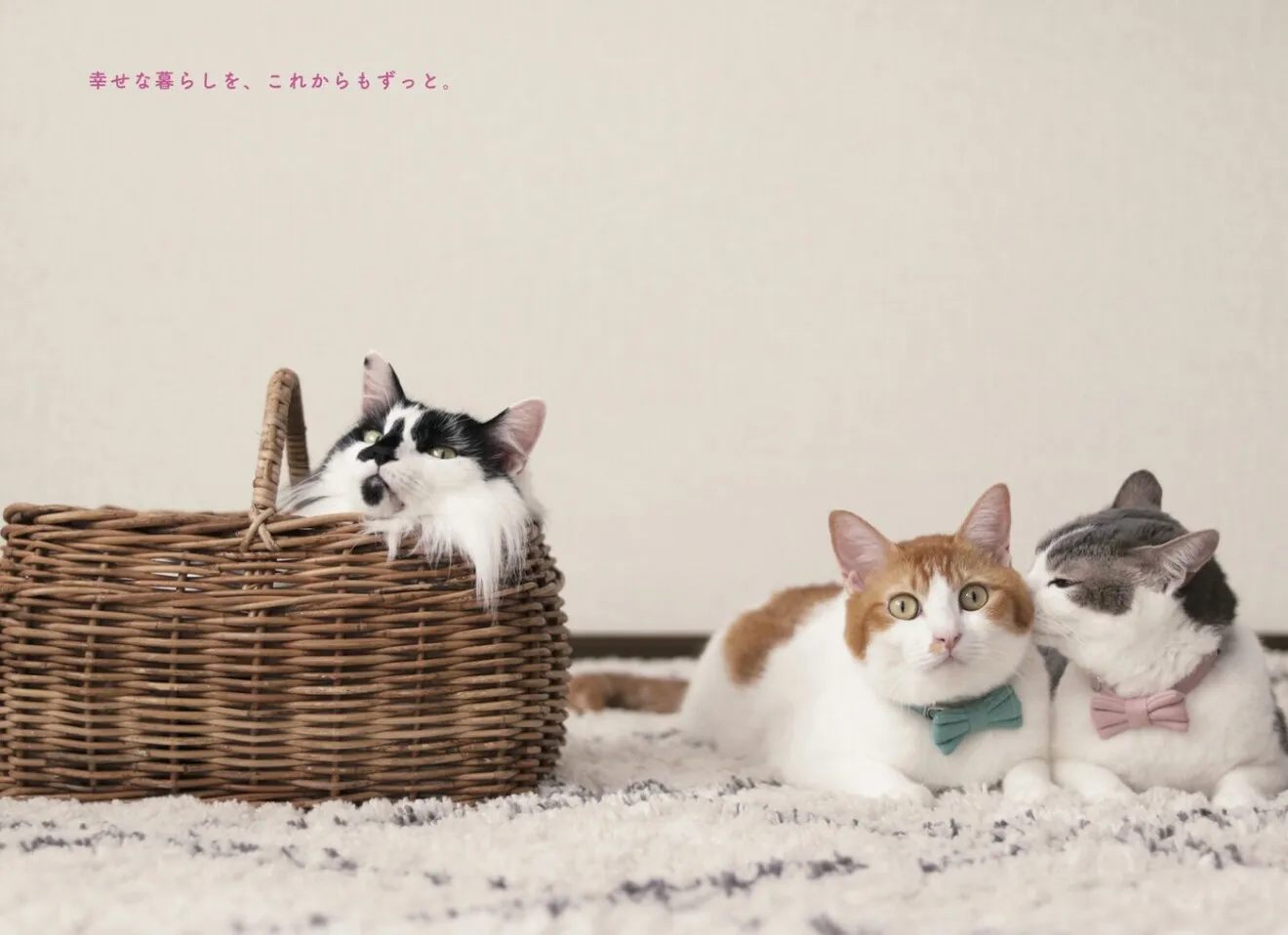猫からのおねがい 猫も人も幸せになれる迎え方&暮らし