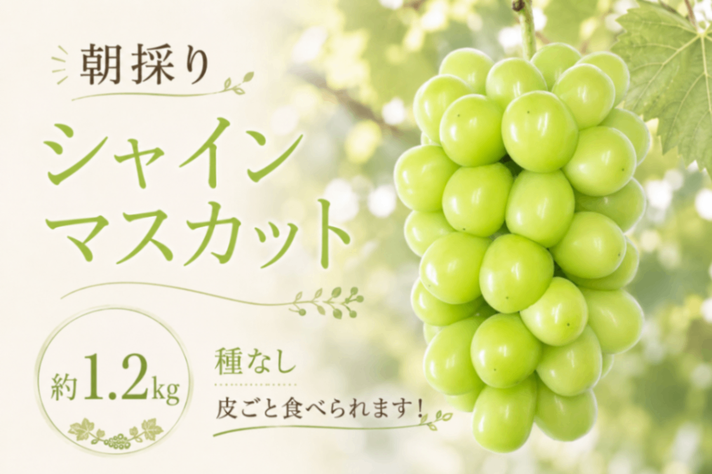朝採り シャインマスカット 約1キロ 【公式通販】