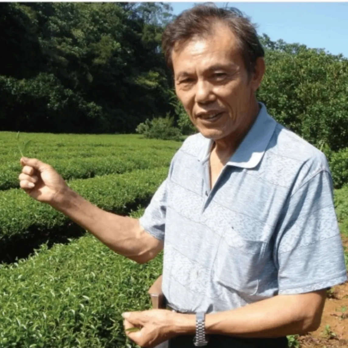 台湾烏龍茶ティーバッグ 5g×12包 1ℓ用 ｜農薬不使用 オーガニック フェアトレード 林農園
