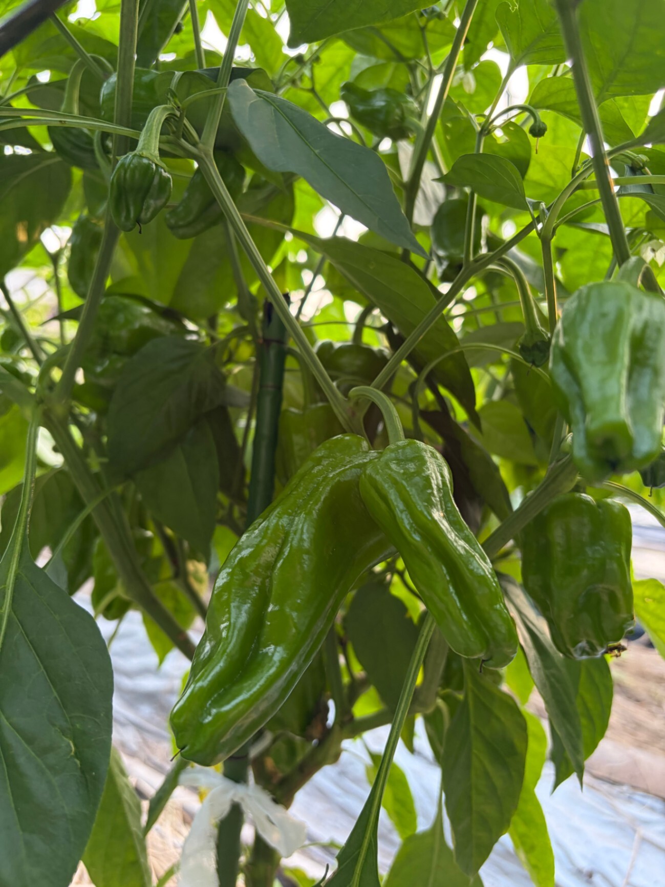 【兵庫の小さな農家から🥒】おまかせ野菜セット🍆✨少量生産・数量限定