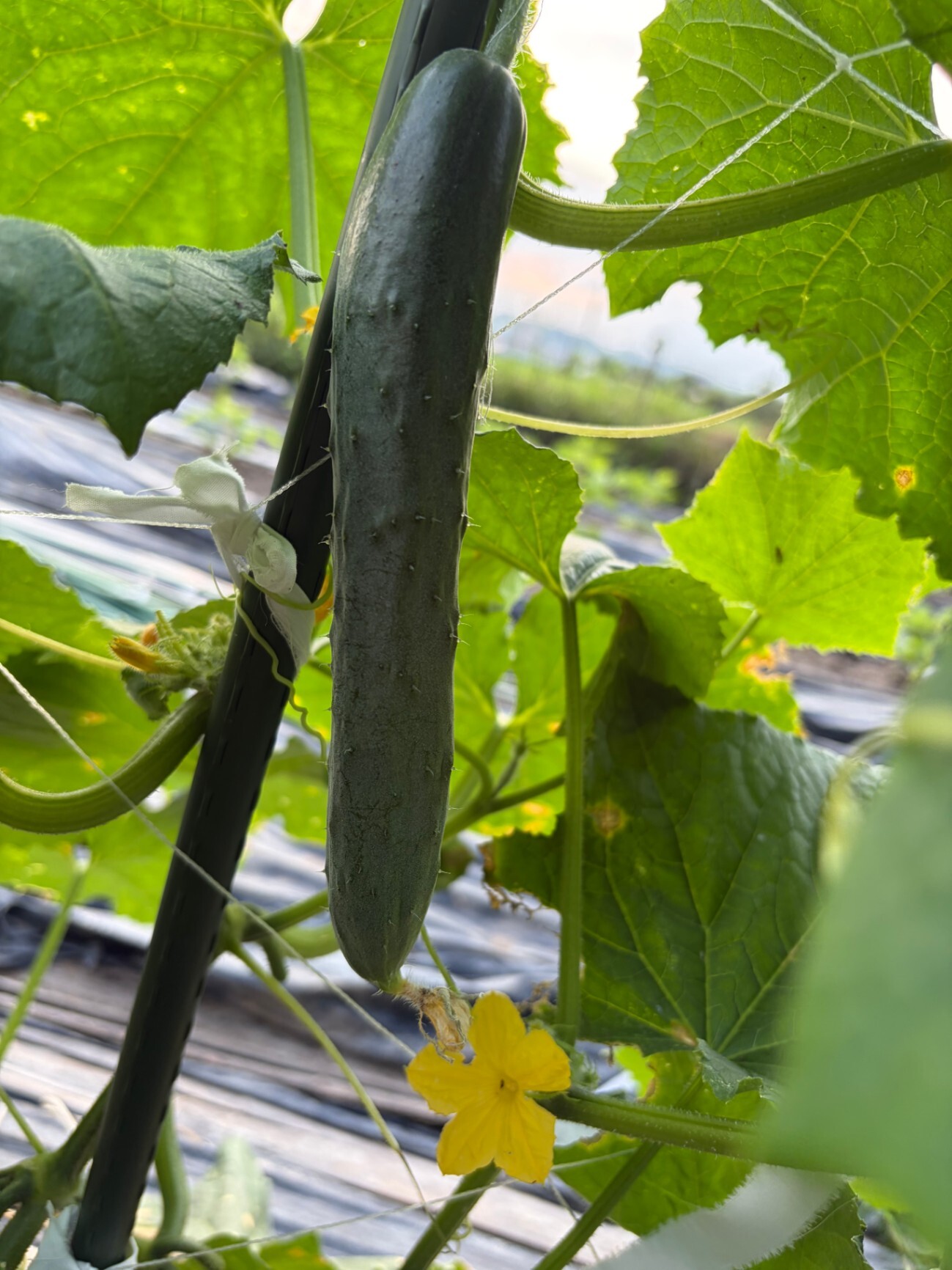 【兵庫の小さな農家から🥒】おまかせ野菜セット🍆✨少量生産・数量限定