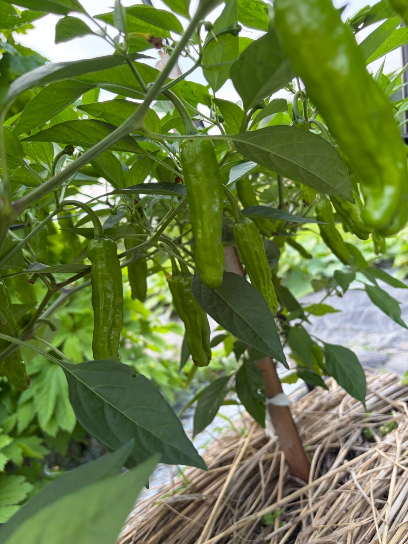 【兵庫の小さな農家から🥒】おまかせ野菜セット🍆✨少量生産・数量限定