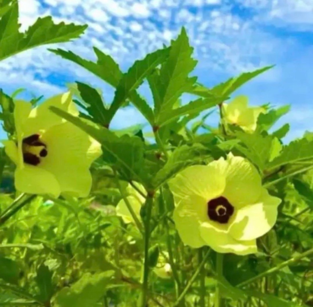 ☀️猛暑乗り切る特売☀️ 朝採り新鮮オクラ 60本！夏バテ予防に◎