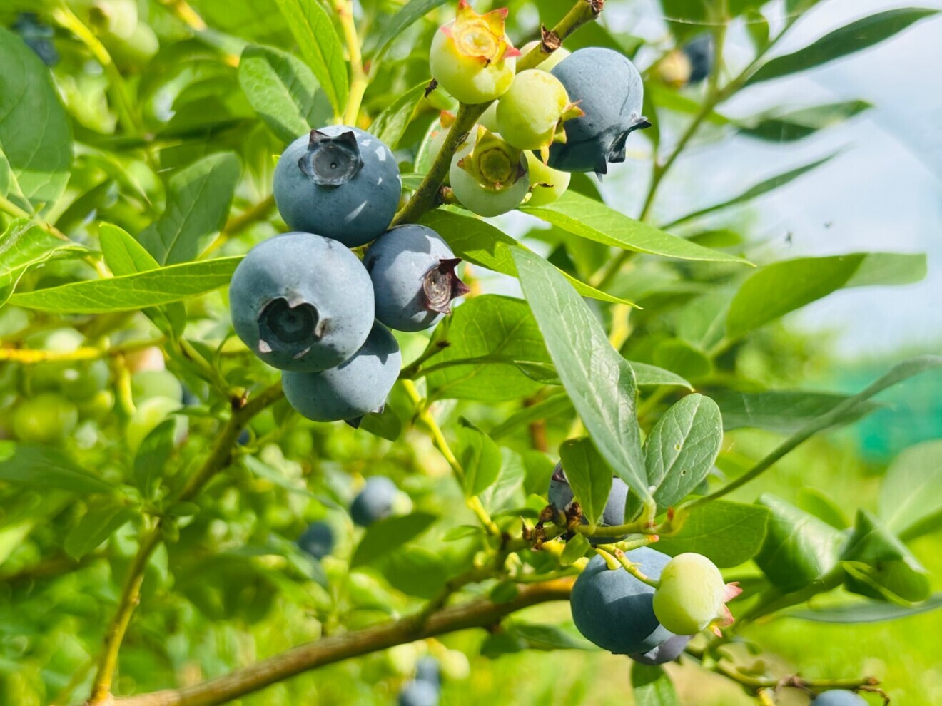 【大粒】冷凍ブルーベリー1kg【農薬・化学肥料不使用】