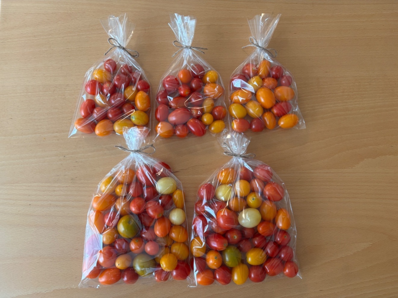 7/26(日)本日発送！【農薬不使用】朝採りミニトマト1.6kg(500g×2袋、200g×3袋)🍅