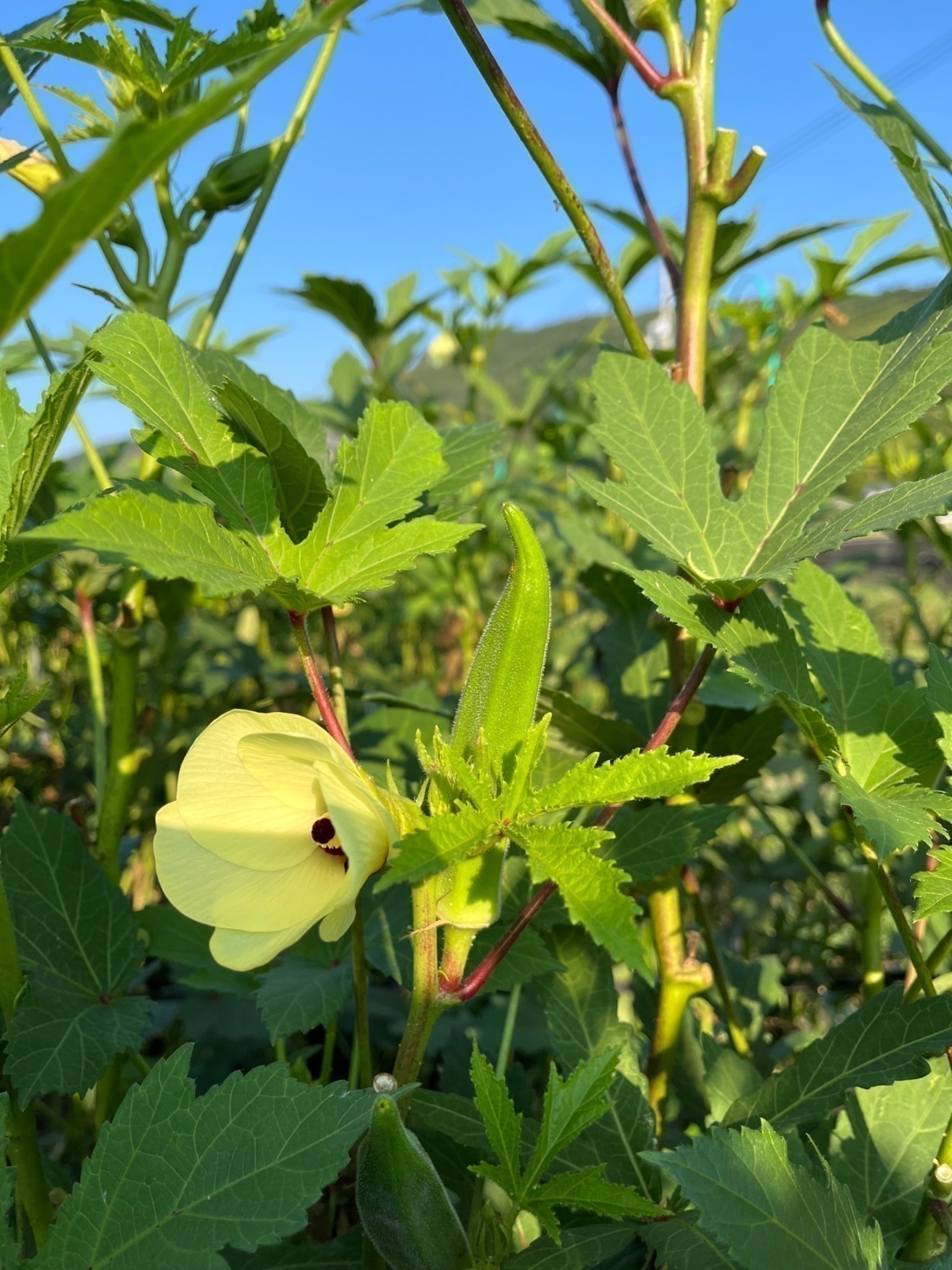 朝どれ新鮮オクラ　80本　約1キロ 