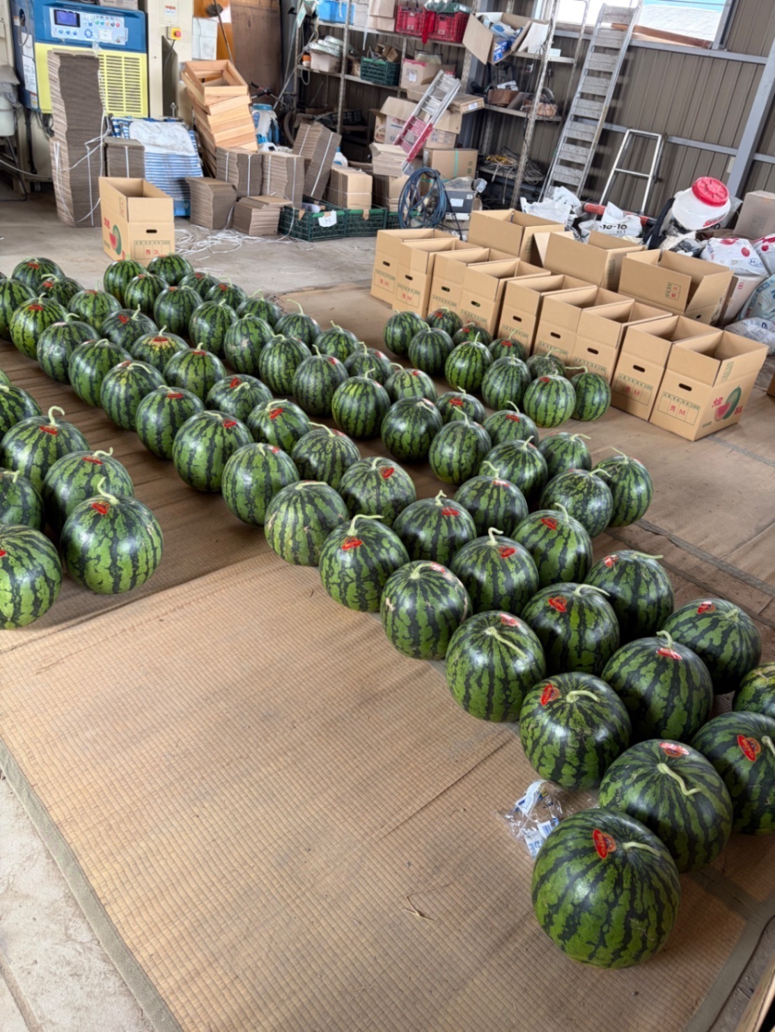 奈良県産 すいか 祭りばやし 大玉2玉 6kg 甘い シャリ感 農家直送