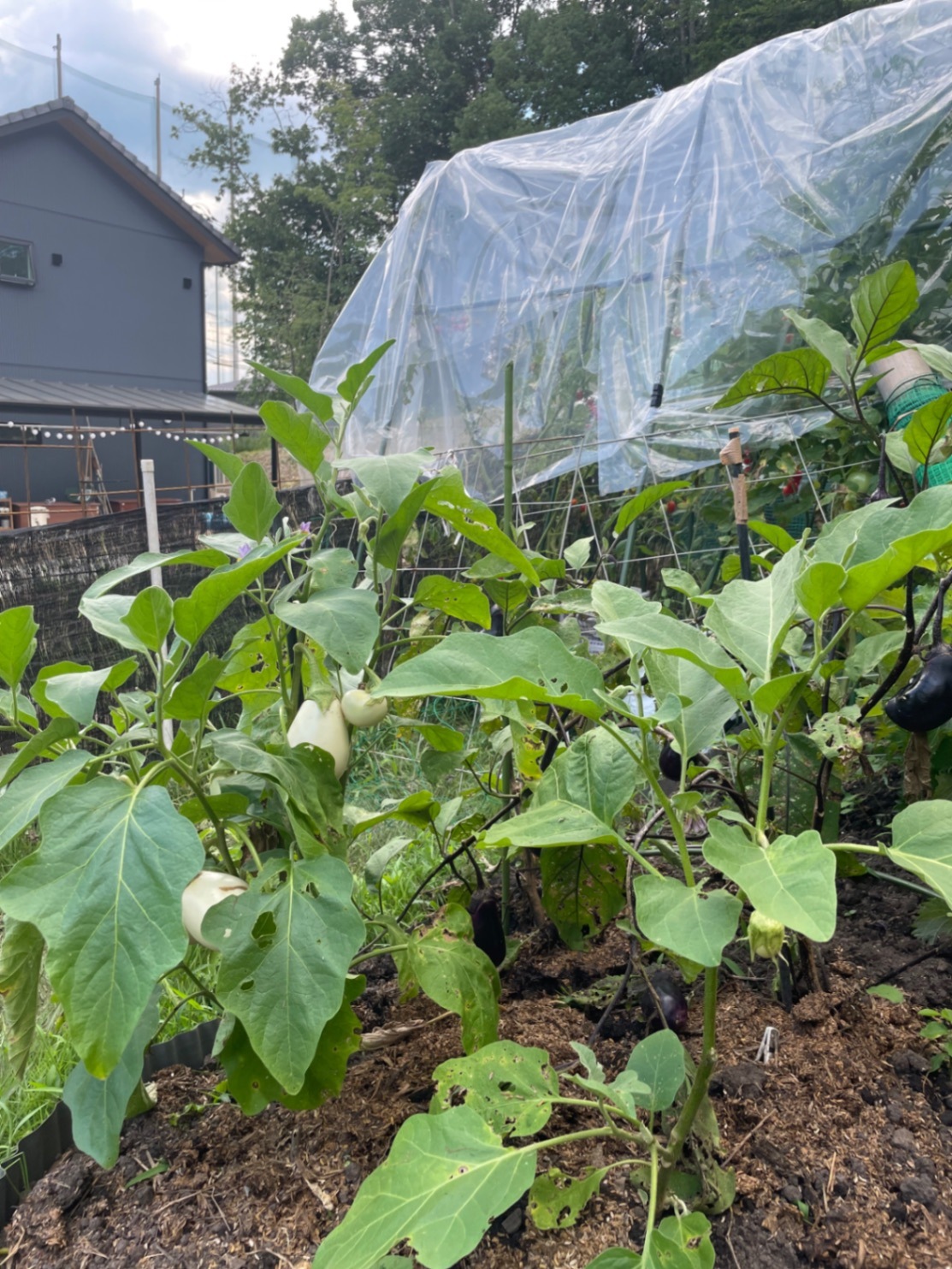 我が家のミニ菜園からおすそ分け🥬完全無農薬　　　　　夏野菜セット　　60サイズ２kg
