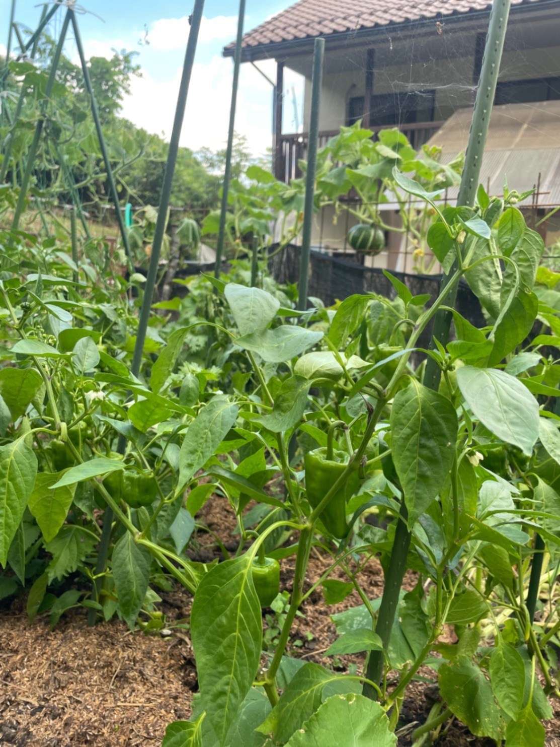 我が家のミニ菜園からおすそ分け🥬完全無農薬　　　　　夏野菜セット　　60サイズ２kg