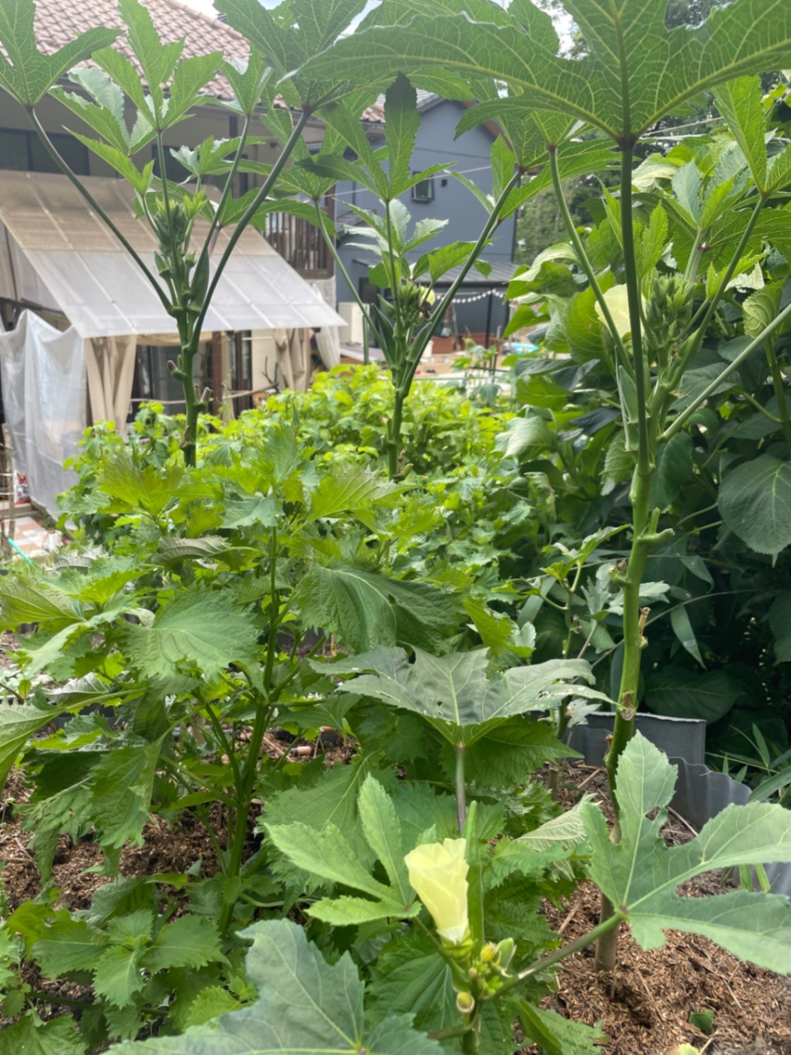 我が家のミニ菜園からおすそ分け🥬完全無農薬　　　　　夏野菜セット　　60サイズ２kg