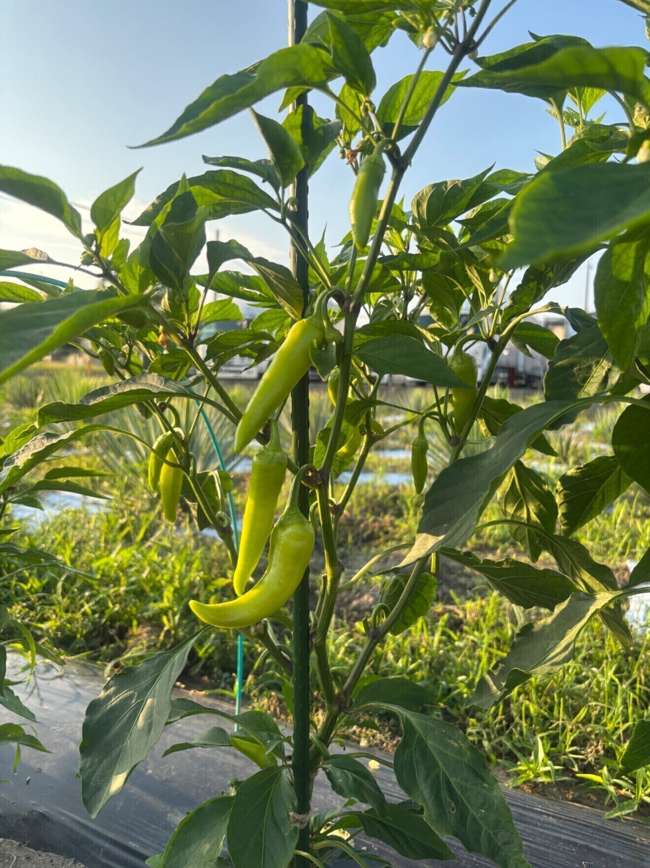 【7/29(水) 12:00〜13:00 名古屋オフィスで手渡し】選べる夏野菜セット(農薬不使用)🍅