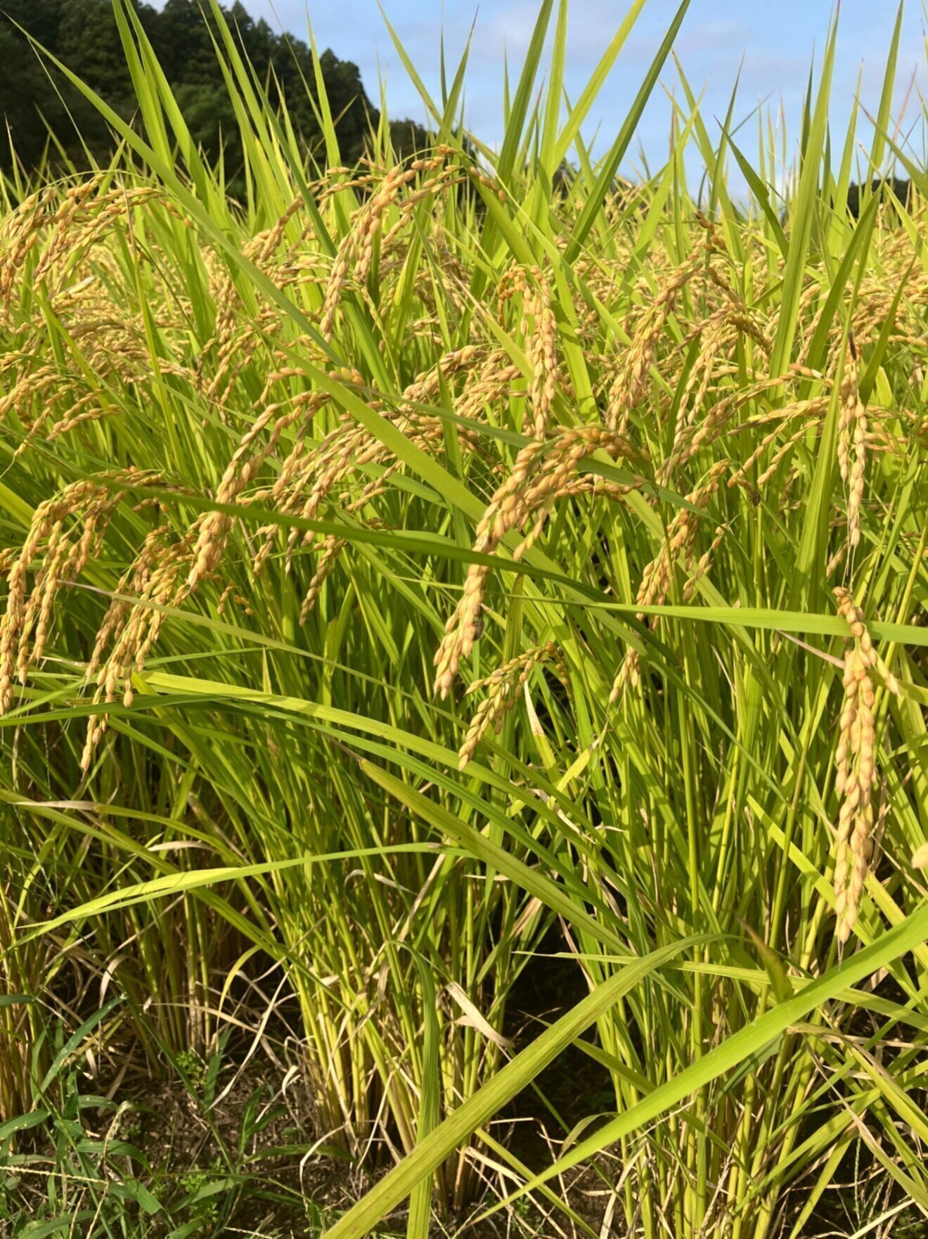 【2025年産】栃木県産 とちぎの星 900g (約6合）
白米 産地直送