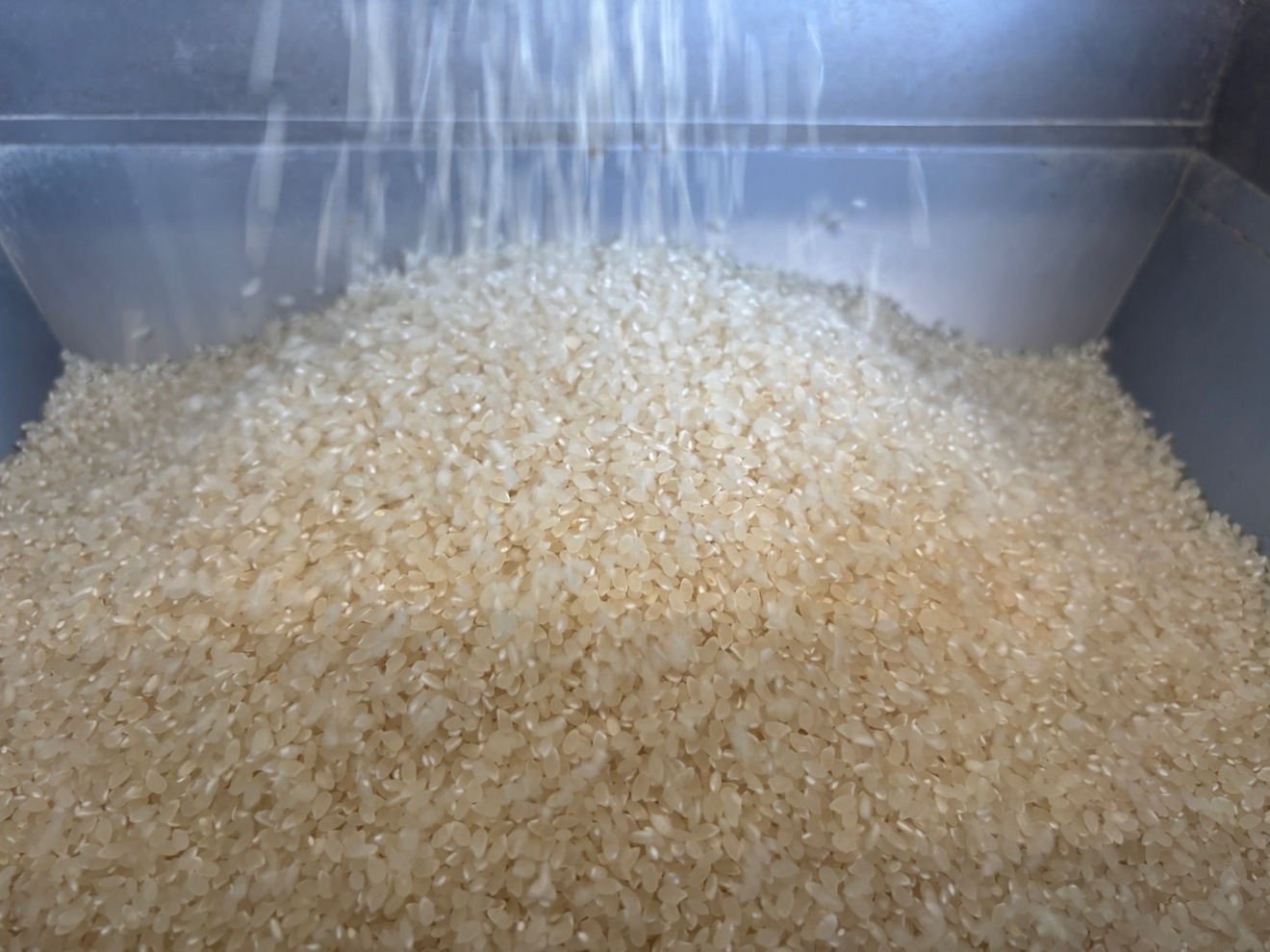 数量限定！初販特価🌾 鳥取県産「星空舞」白米5kg(玄米5kgでも可)【令和7年産】🌾