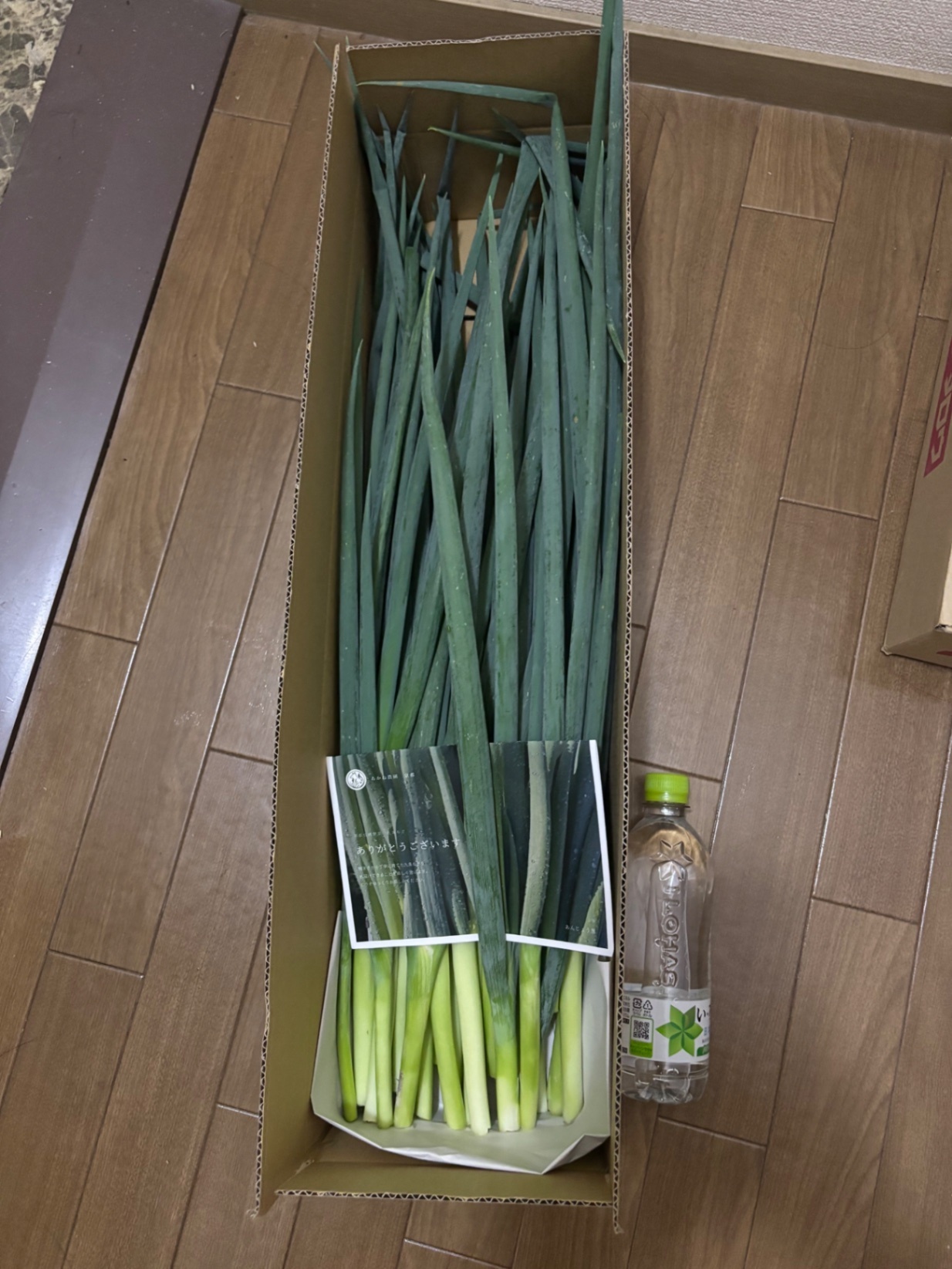 【京都産直】京都の伝統野菜　九条ねぎ1kg｜甘くとろける葉ねぎ｜農家直送・送料無料