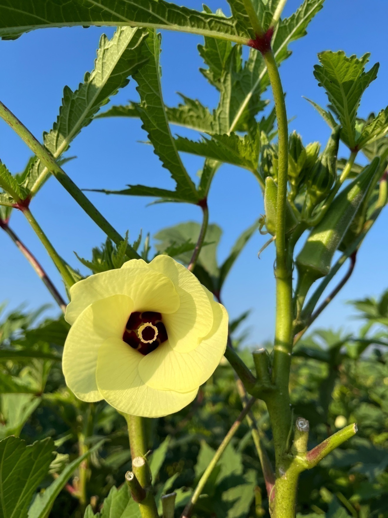 朝どれ新鮮オクラ　80本　約1キロ 