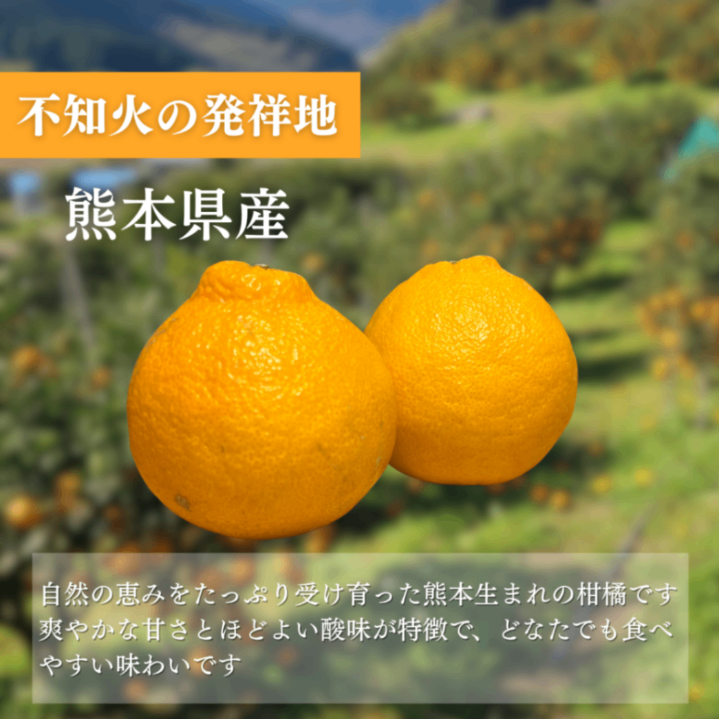 熊本県産 不知火 18玉入り