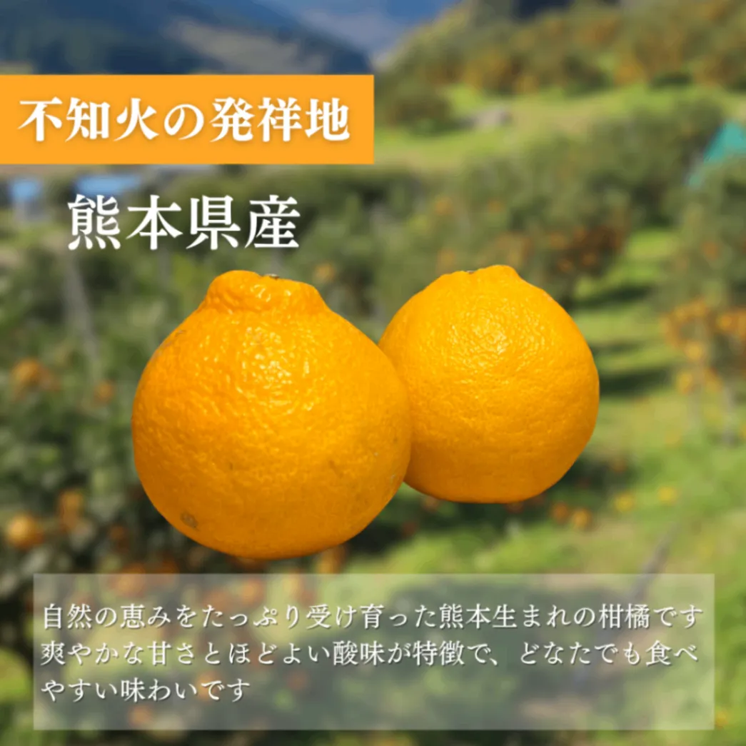 熊本県産 不知火 18玉入り