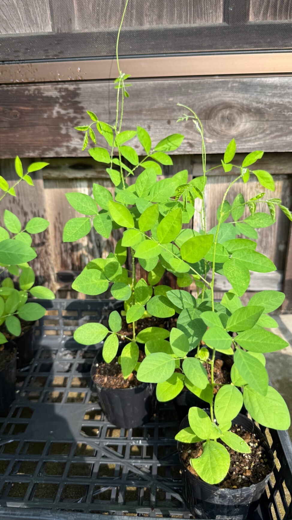 【グリーンカーテン＆ハーブティーに】バタフライピー苗 5個セット｜青い花を摘んでお茶も楽しめる