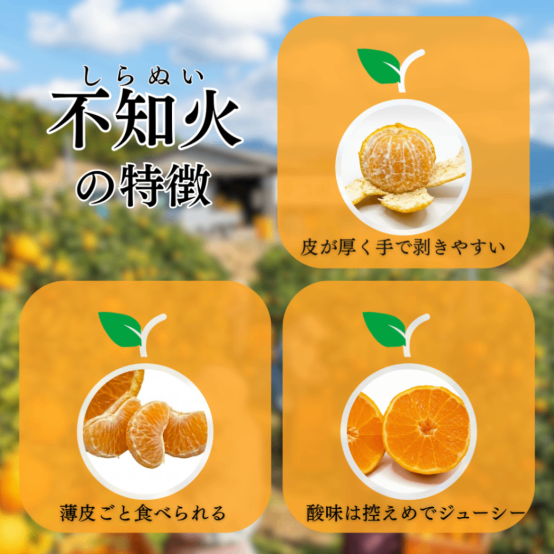 熊本県産 不知火 18玉入り