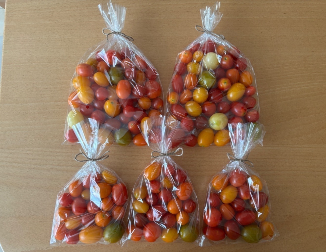 8/1(土)本日発送！【農薬不使用】朝採りミニトマト1.6kg(500g×2袋、200g×3袋)🍅