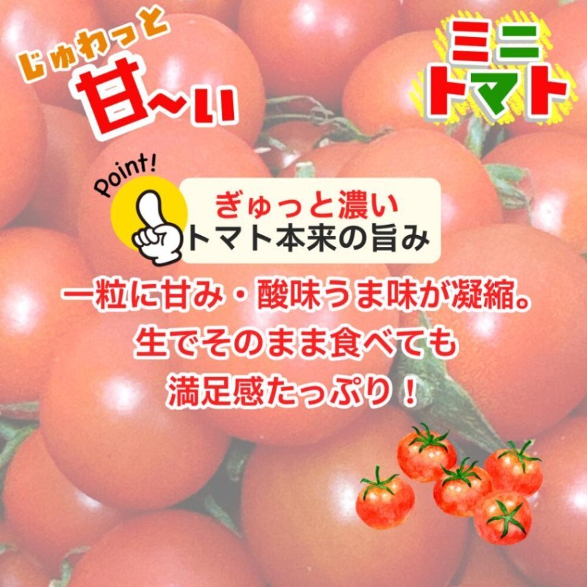 ミニトマト 仁枝農園 愛知県産 1kg 甘い フルーツトマト 送料無料 産地直送 新鮮 完熟 サラダ