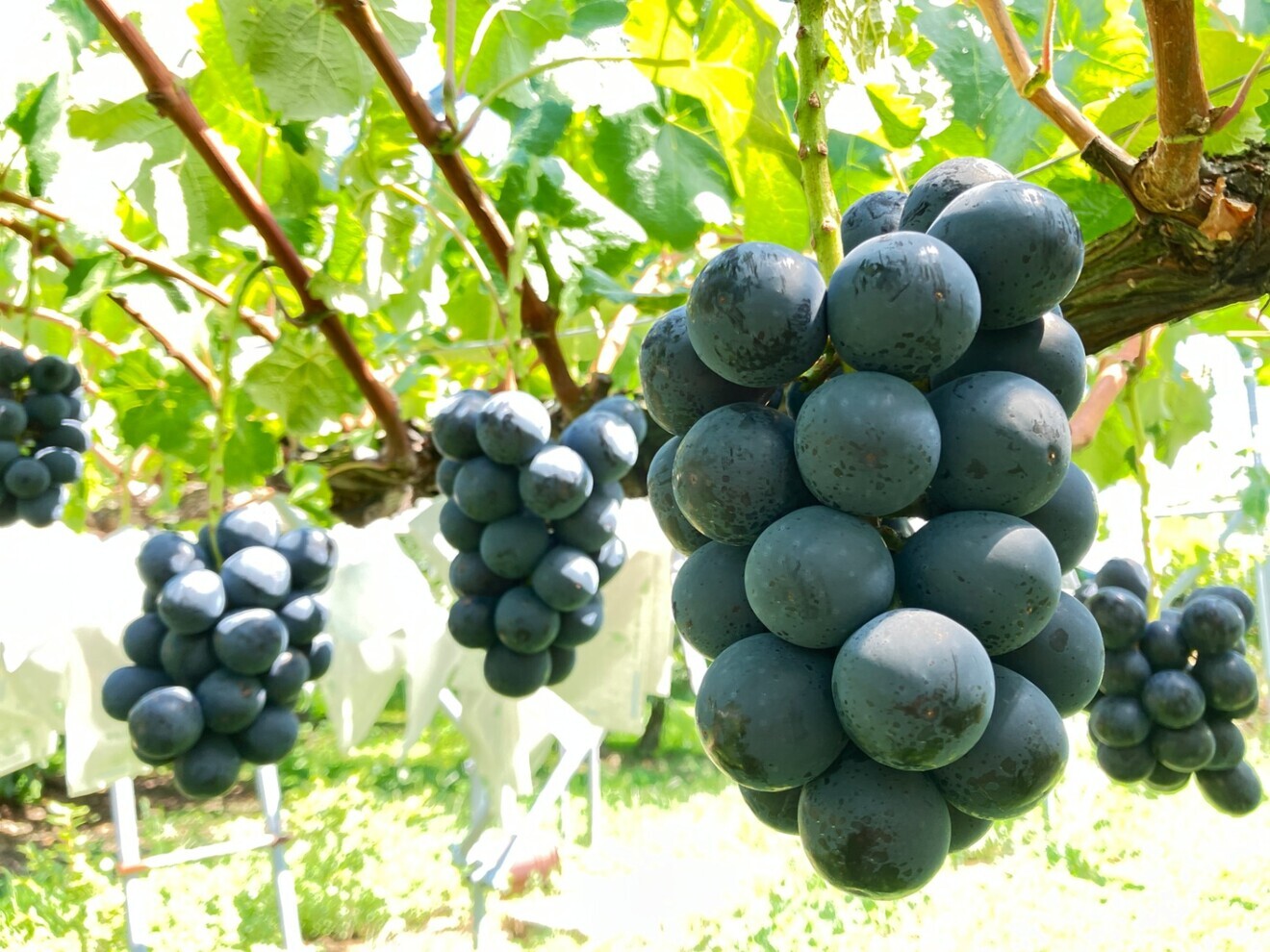 【ご家庭用】【完熟朝採り】ナガノパープル４ｋｇ