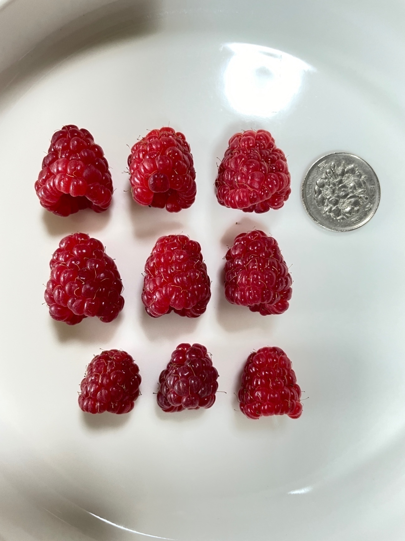 【岩手県産】冷凍ラズベリー 500g（自家栽培・農薬不使用）