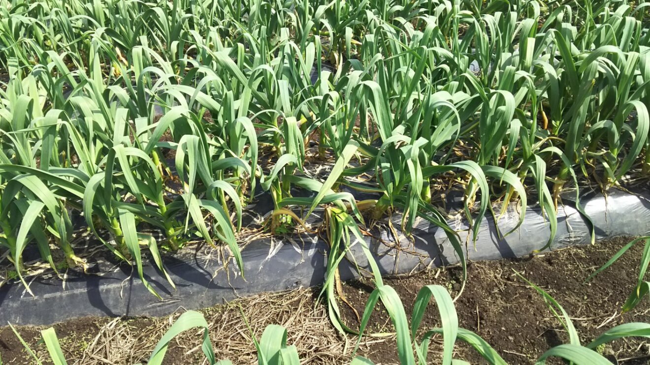 【丹波産】熟成黒にんにく　バラ200g　 自家製無農薬栽培