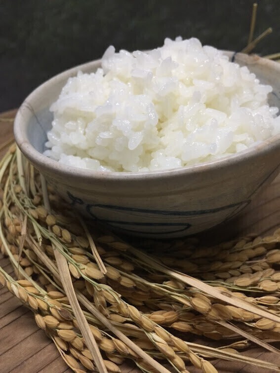 【R8年産新米予約】白米5K　京都丹後こしひかり　特別栽培米（送料一部地域かかります）