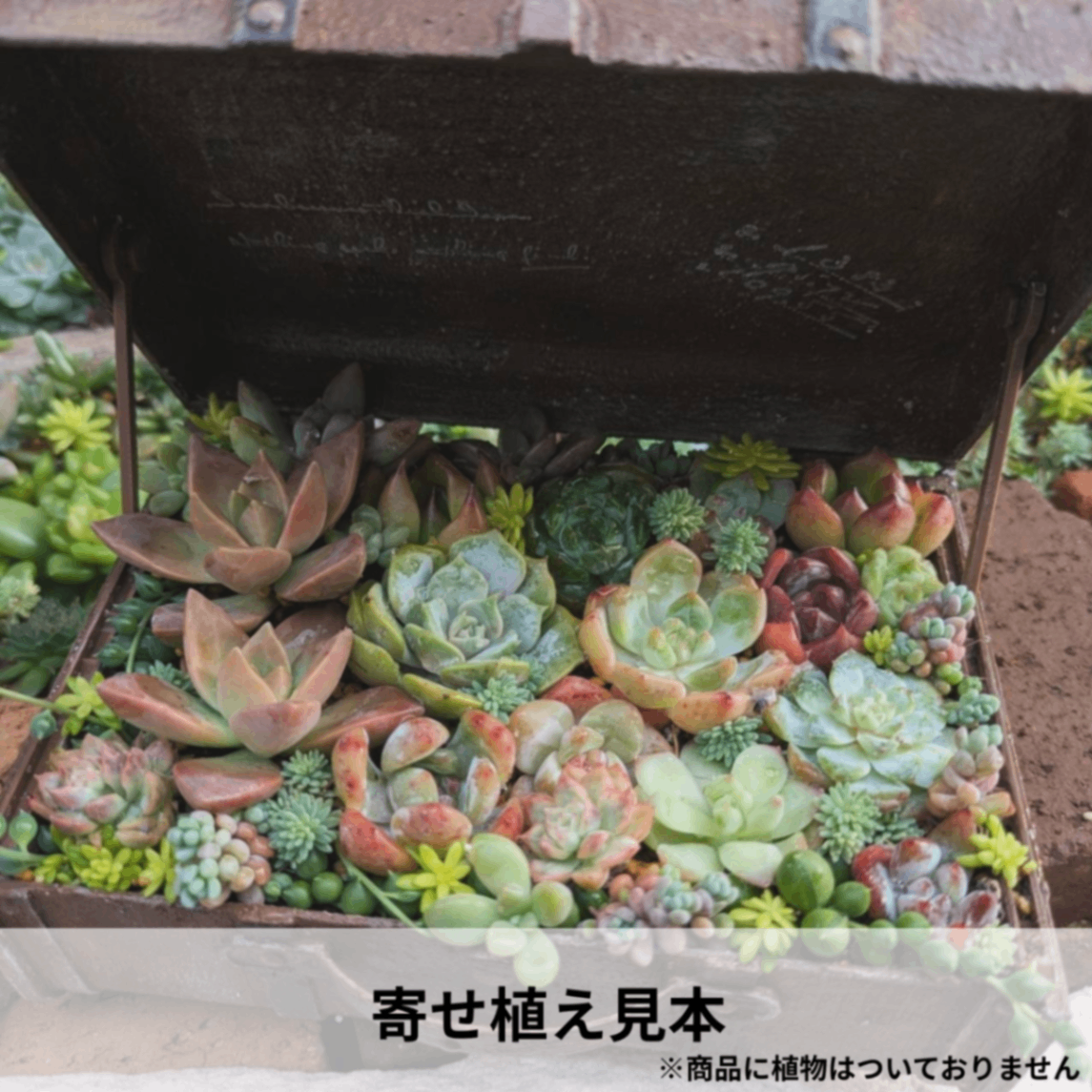 トランク鉢【大】｜3Dプリンター製