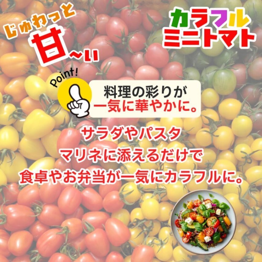 カラフルミニトマト 仁枝農園 愛知県産 1kg 約20種 食べ比べ ミニトマト 甘い フルーツトマト