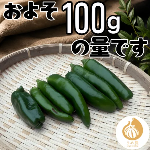 【農家直送】熊本県産 ハラペーニョ100g 栽培期間中農薬不使用 ※収穫出来次第のお届けになります