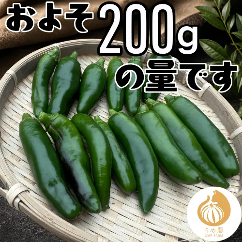 【農家直送】熊本県産 ハラペーニョ200g 栽培期間中農薬不使用　※収穫出来次第のお届けになります
