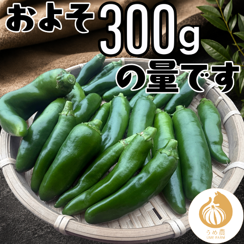 【農家直送】熊本県産 ハラペーニョ300g 栽培中農薬不使用