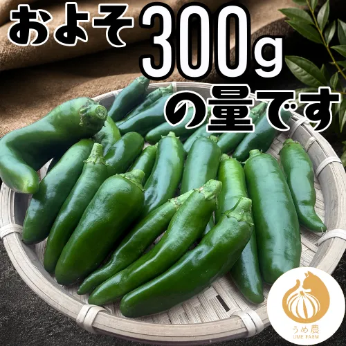 【農家直送】熊本県産 ハラペーニョ300g 栽培期間中農薬不使用　※収穫出来次第のお届けになります