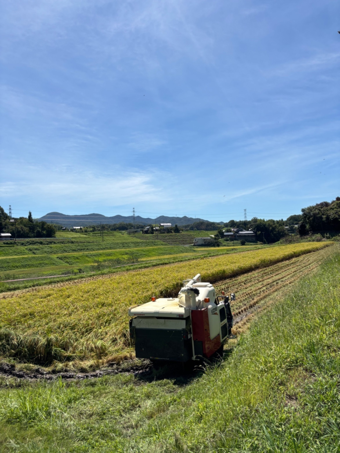 ミルキークイーン　白米　10kg 令和7年　兵庫県産