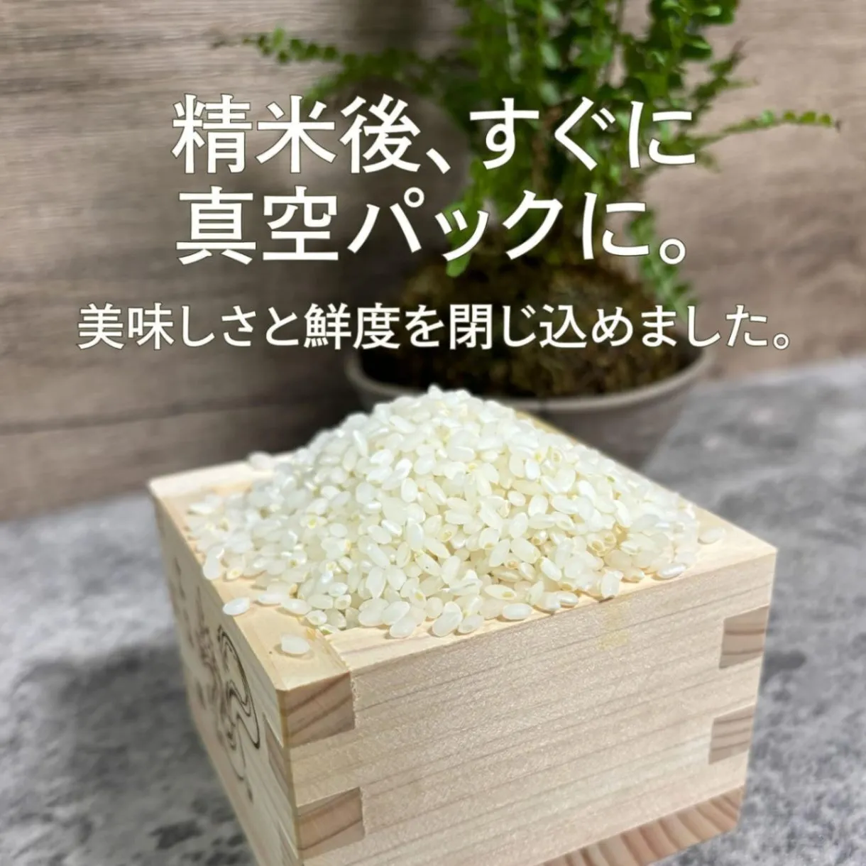 無洗米ミルキークィーン5kg 令和7年 石川県産 脱酸素 保存袋 ジッパー付き袋 遮光袋