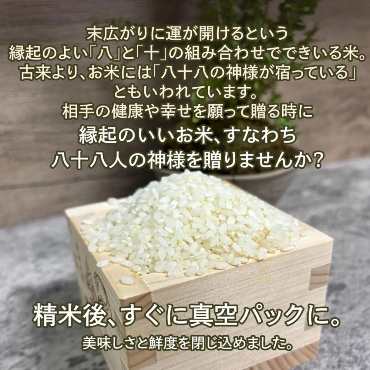 無洗米ミルキークィーン5kg 令和7年 石川県産 脱酸素 保存袋 ジッパー付き袋 遮光袋