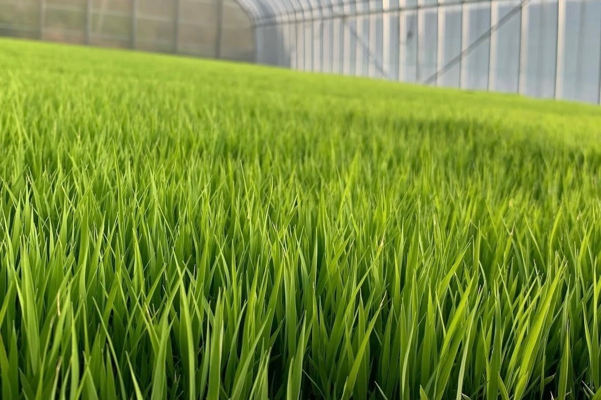 【無洗米】5キロ　令和７年産 三重県伊賀産コシヒカリ