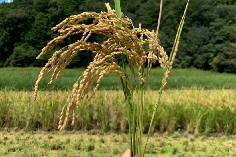 【無洗米】5キロ　令和７年産 三重県伊賀産コシヒカリ