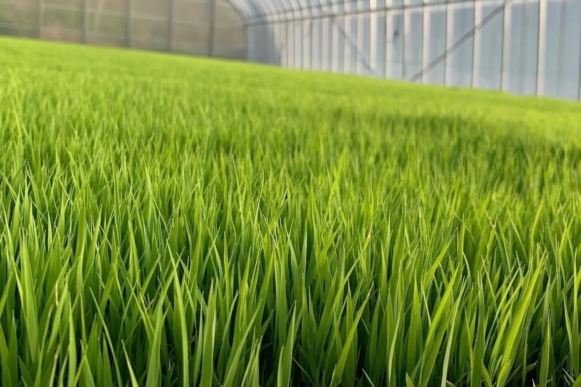 【白米】5キロ　令和７年産 三重県伊賀産コシヒカリ