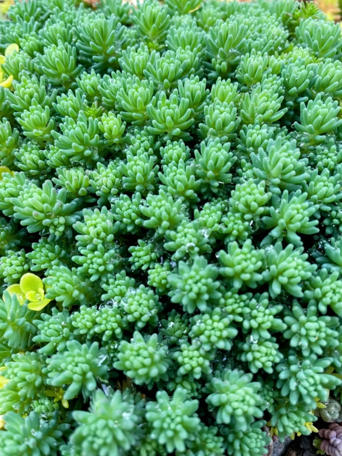 多肉植物　元気いっぱい伸び盛りセダムカット苗 3種類　斑入り丸葉万年草等寄せ植え グランドカバー