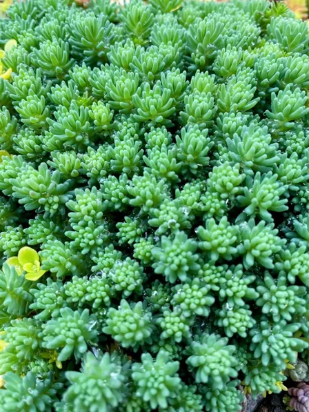 多肉植物　元気いっぱい伸び盛りセダムカット苗 3種類　斑入り丸葉万年草等寄せ植え グランドカバー