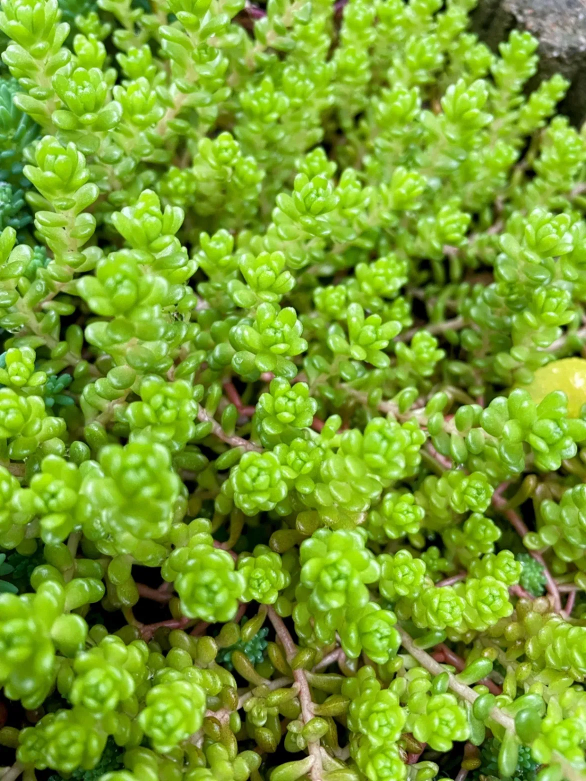 多肉植物　元気いっぱい伸び盛りセダムカット苗 3種類　斑入り丸葉万年草等寄せ植え グランドカバー